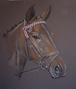 portrait of Jed - irish draught x thoroughbred horse