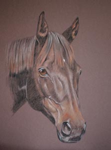 Portrait of Kilby  -Irish Draught x Thoroughbred