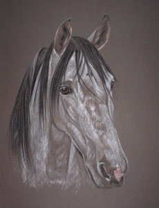 lusitano portrait in pastel - Quem Foi