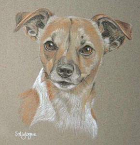 pastel portrait of Miniature Jack Russel Terrier - Leah