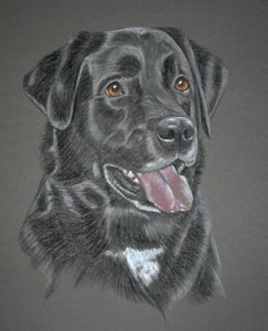 lab corss portrait - Dyson