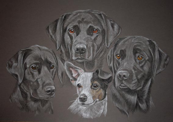 portrait of 3 black labs and  a Jack russel terrier