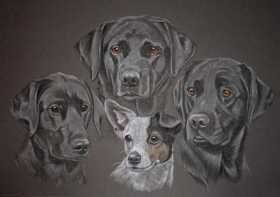 portrait of 3 black labs and a Jack russel terrier