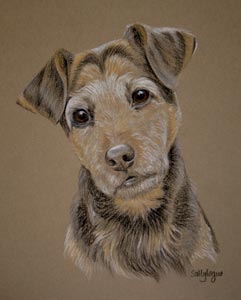 lakeland terrier - Rusty