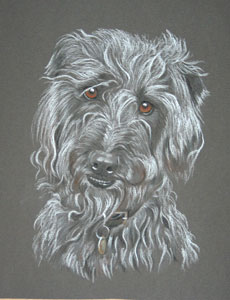 bedlington greyhound first cross - portrait of Sam