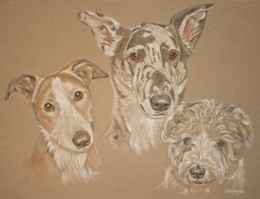 portrait of three lurchers, eddy sid and billy