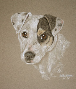 pastel portrait of Patch - parson jack russel