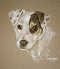 pastel portrait of parson jack russel - Patch