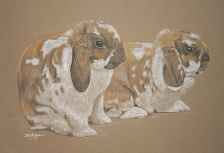 brown and white lop eared rabbits - Bill and Ben's Portrait