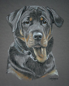 rottweiller portrait - Sonny