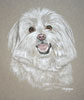 shih tzu snowflake