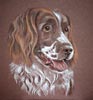 springer spaniel portrait - Angus