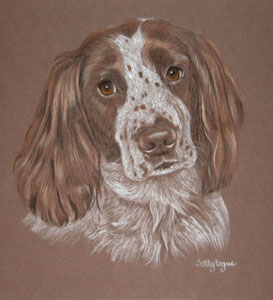 pastel portrait of Ben - Springer Spaniel