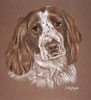 springer spaniel Ben