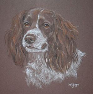 pastel portrtait of Springer Spaniel Olive