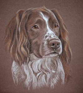 springer spaniel portrait - Travis