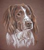 brown and white springer_spaniel_travis