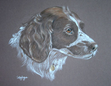 springer spaniel