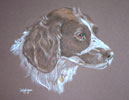 springer spaniel - Tara