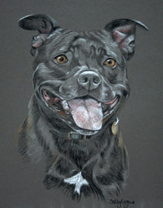 portraitt of Megan - staffordshire bull terier