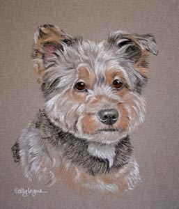 portrait of Sammy - yorkie, jack russel cross