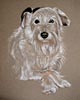 terrier cross portrait - Stormm