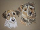 jack russel and terrier dog portrait