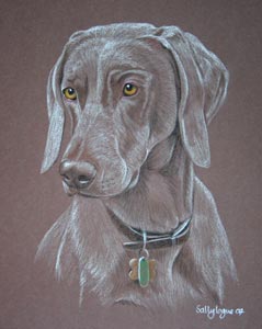 weimaraner dog portrait kiah