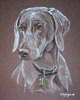 weimaraner dog portrait - Kiah