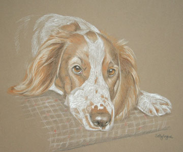 pastel portrait of welsh springer spaniel - Millie