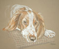 welsh springer millie