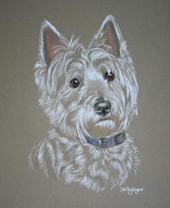 west highland terrier portrait - Holly