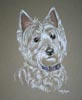 west highland terrier portrait  - Holly