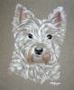 Sally - west highland terrier