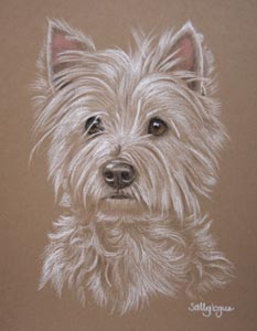West Highland Terrier portrait of  Sparkey