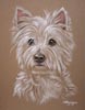 dog portrait west highland terrier - Sparkey
