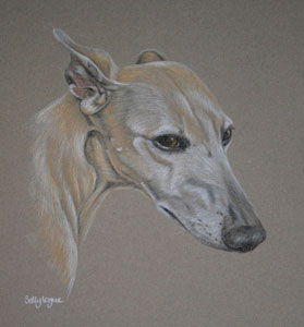 whippet portrait in pastel - poppy