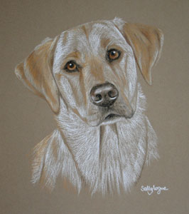 yellow Labrador portrait  in pastel - Bonny