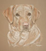 yellow labrador portrait - Ralph