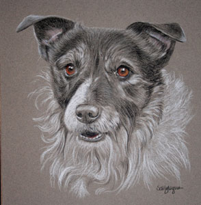 pastel portrait of jack russell billy