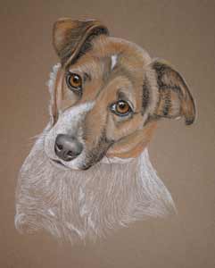 Jack - Jack russell portrait in pastel