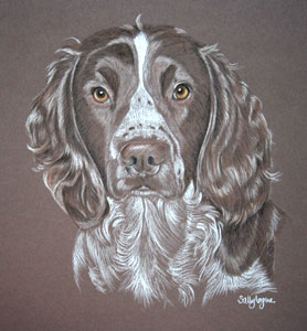 pastel portrait  of springer spaniel  - bruce