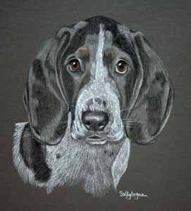 Portrait of Snoop - basset hound pup