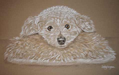 bichon friese - Rosie