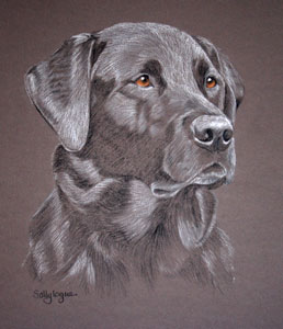 black lab portrait of Barney