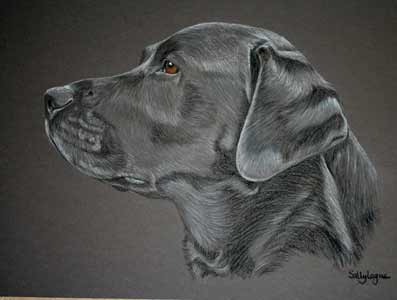 portrait of Casper - Black Lab