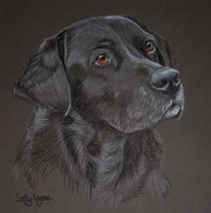 Black labrador - Henry's portrait