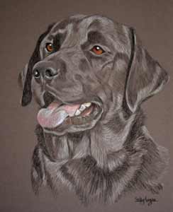 pastel portrait of black Labrador - Max