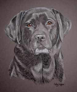 Rigs - pastel portrait of black lab