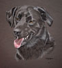 Samson's portrait - black labrador